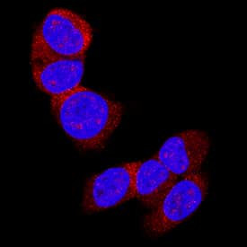 LRIG2 Antibody in Immunocytochemistry (ICC/IF)