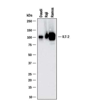 CD85j (ILT2) Antibody in Western Blot (WB)