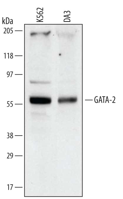 GATA2 Antibody in Western Blot (WB)