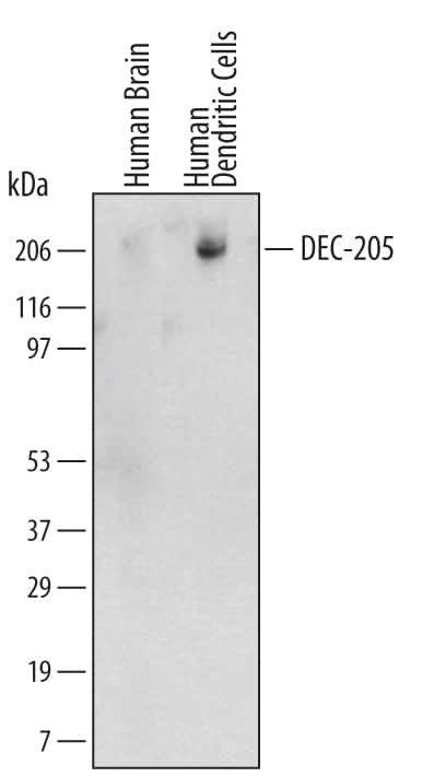CD205 Antibody in Western Blot (WB)
