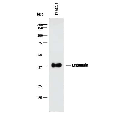 LGMN Antibody in Western Blot (WB)