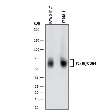 CD64 Antibody in Western Blot (WB)