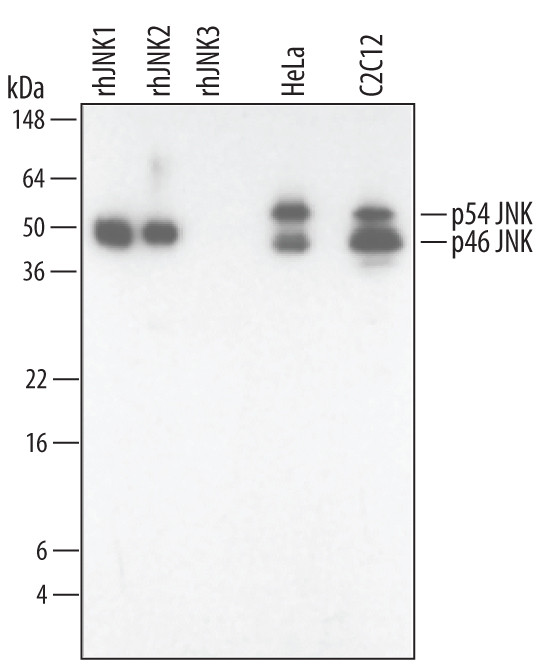 JNK1/JNK2 Antibody in Western Blot (WB)