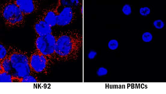 NKp44 Antibody in Immunocytochemistry (ICC/IF)