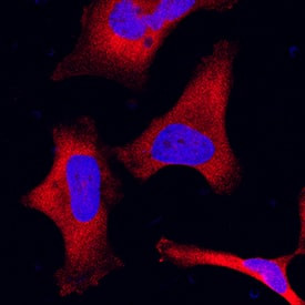 ARTS1 Antibody in Immunocytochemistry (ICC/IF)