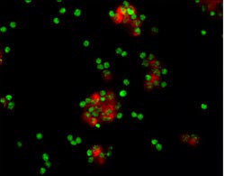 MSK1 Antibody in Immunocytochemistry (ICC/IF)