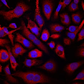 Pleiotrophin Antibody in Immunocytochemistry (ICC/IF)