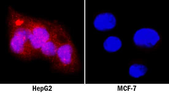 GATA4 Antibody in Immunocytochemistry (ICC/IF)