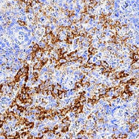 HCAR2 Antibody in Immunohistochemistry (Paraffin) (IHC (P))