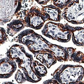 SIGLEC6 Antibody in Immunohistochemistry (Paraffin) (IHC (P))