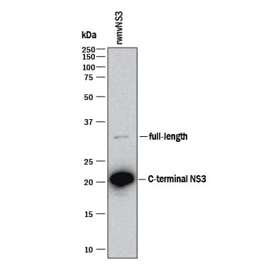 West Nile Virus NS3 Protease Antibody in Western Blot (WB)