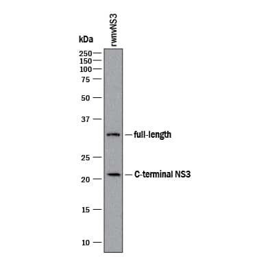 West Nile Virus NS3 Protease Antibody in Western Blot (WB)