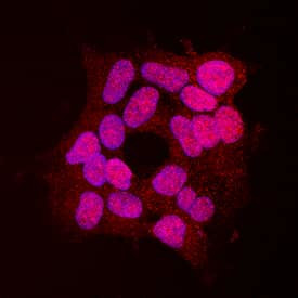 SUMO-3 Antibody in Immunocytochemistry (ICC/IF)