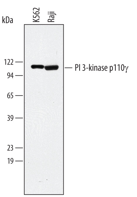 PIK3CG Antibody in Western Blot (WB)