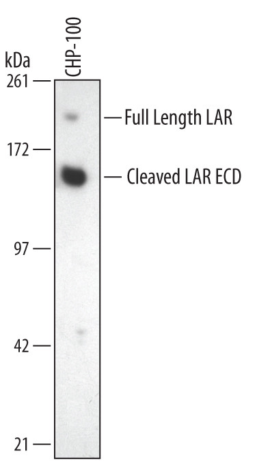 PTPRF Antibody in Western Blot (WB)