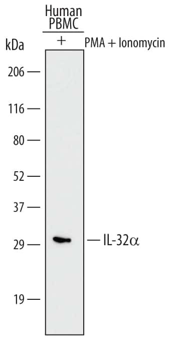 IL-32 Antibody in Western Blot (WB)