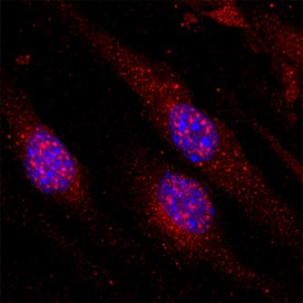 VG5Q Antibody in Immunocytochemistry (ICC/IF)