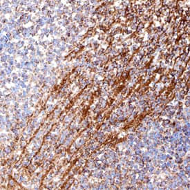 SEMA3F Antibody in Immunohistochemistry (Frozen) (IHC (F))