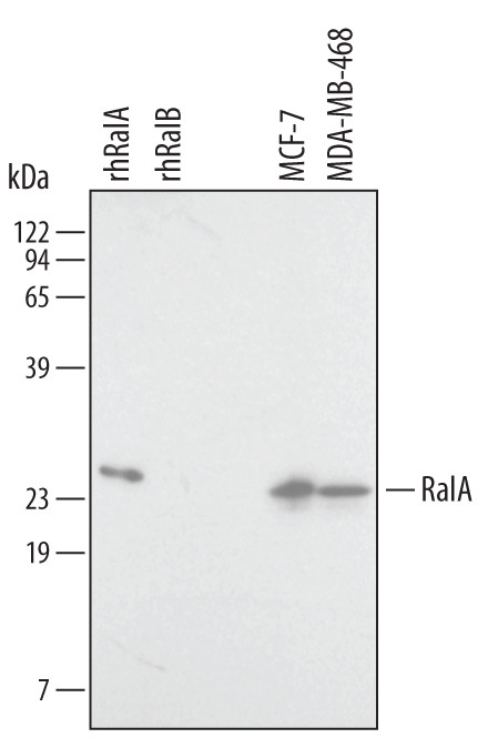 RALA Antibody in Western Blot (WB)