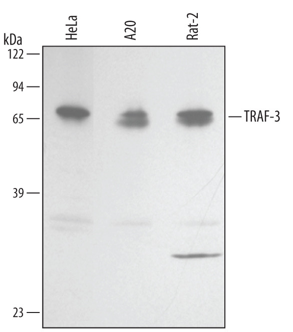 TRAF3 Isoform 2 Antibody in Western Blot (WB)