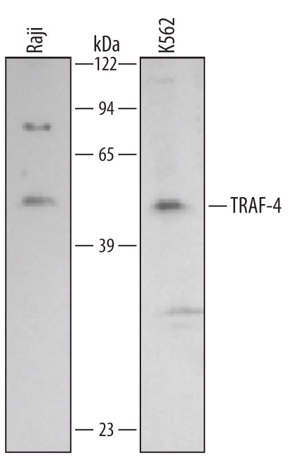 TRAF4 Antibody in Western Blot (WB)