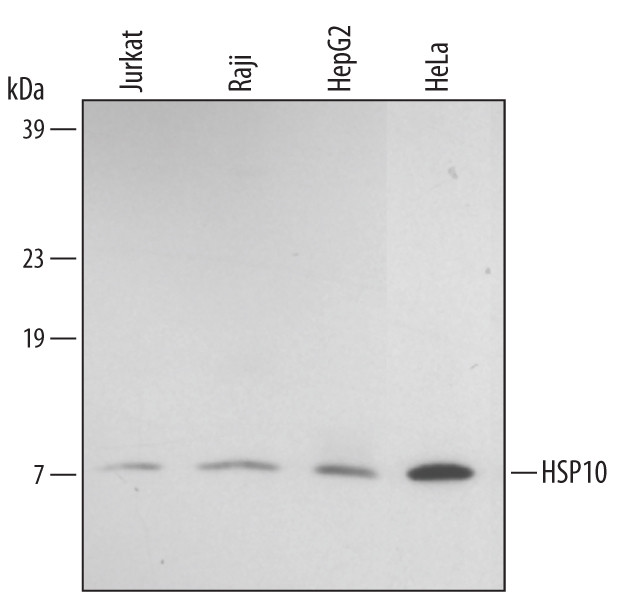 HSPE1 Antibody in Western Blot (WB)
