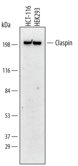 Claspin Antibody in Western Blot (WB)