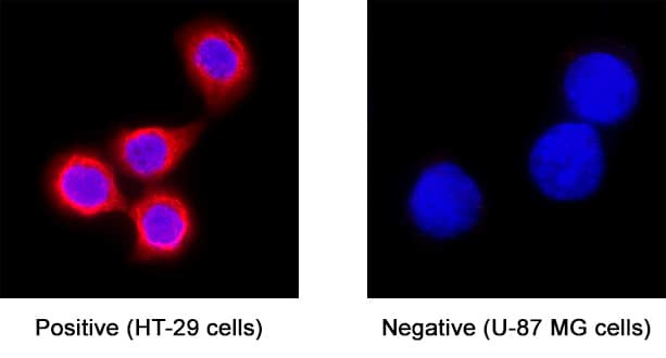 DPCR1 Antibody in Immunocytochemistry (ICC/IF)