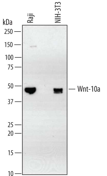 WNT10A Antibody in Western Blot (WB)