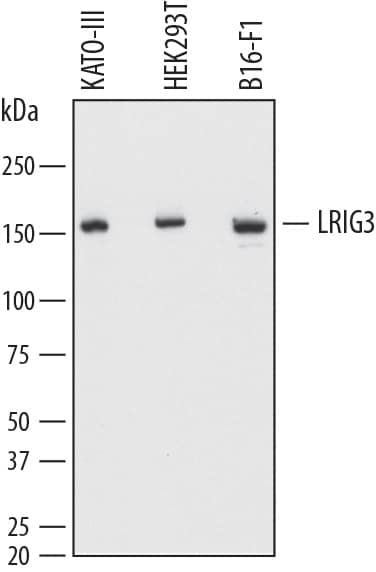 LRIG3 Antibody in Western Blot (WB)