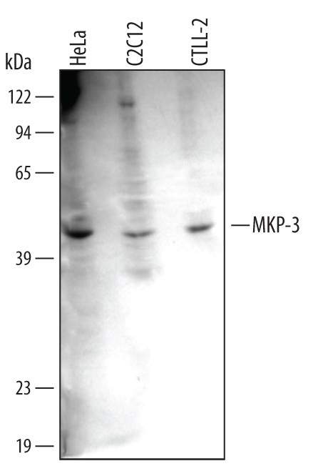 MKP3 Antibody in Western Blot (WB)