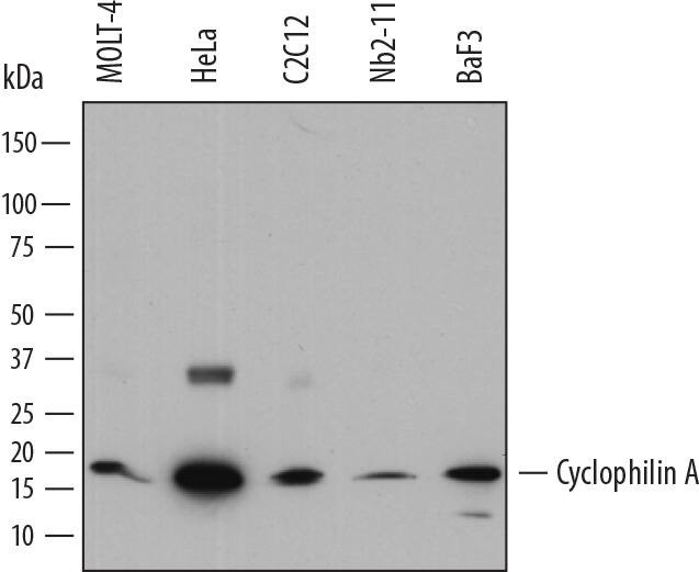 Cyclophilin A Antibody in Western Blot (WB)