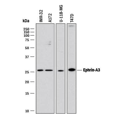 Ephrin A3 Antibody in Western Blot (WB)