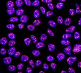 Rex1 Antibody in Immunocytochemistry (ICC/IF)