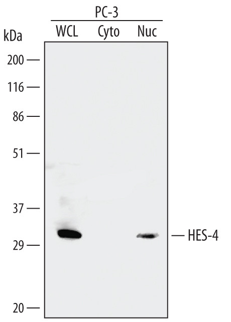 HES4 Antibody in Western Blot (WB)