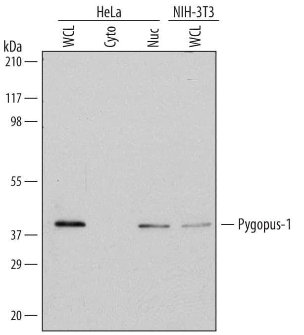 PYGO1 Antibody in Western Blot (WB)