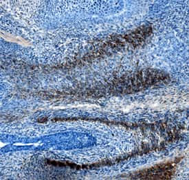 SLIT3 Antibody in Immunohistochemistry (Frozen) (IHC (F))