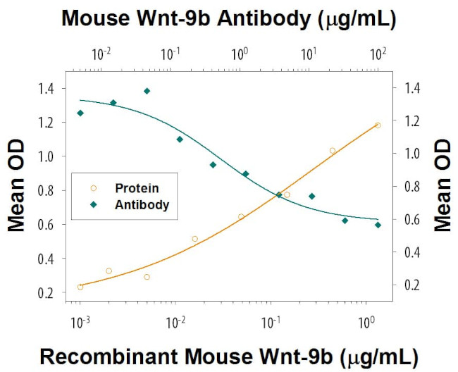 WNT9B Antibody in Neutralization (Neu)