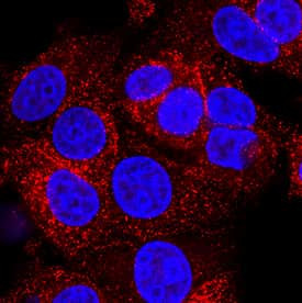 Ephrin A4 Antibody in Immunocytochemistry (ICC/IF)