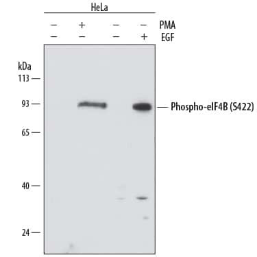 Phospho-eIF4B (Ser422) Antibody in Western Blot (WB)