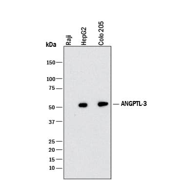 ANGPTL3 Antibody in Western Blot (WB)