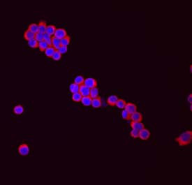 AID Antibody in Immunocytochemistry (ICC/IF)