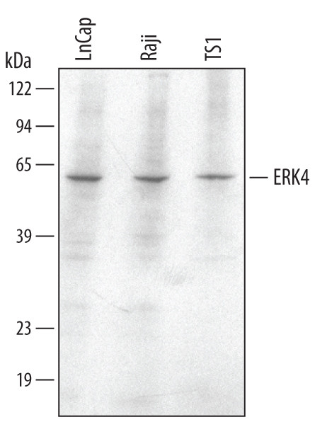 MAPK4 Antibody in Western Blot (WB)
