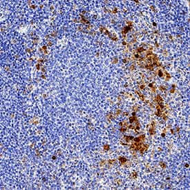 IRAK4 Antibody in Immunohistochemistry (Paraffin) (IHC (P))