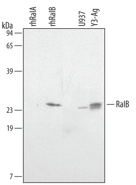 RALB Antibody in Western Blot (WB)