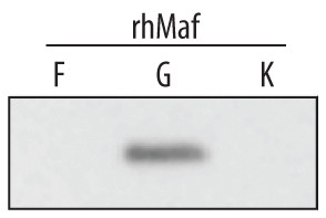 MAFG Antibody in Western Blot (WB)