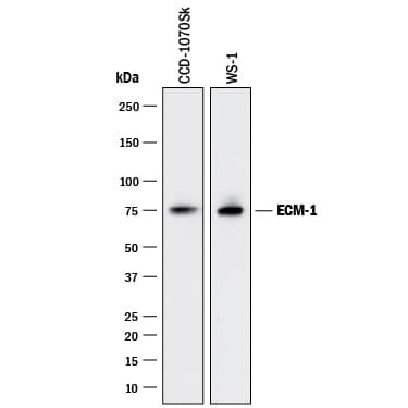 ECM1 Antibody in Western Blot (WB)