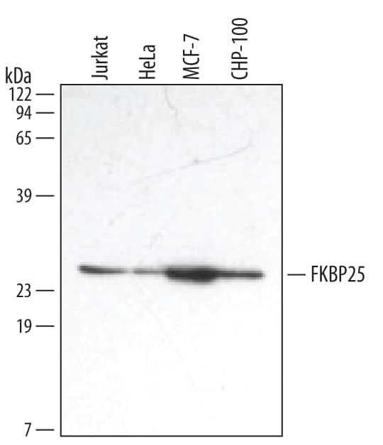 FKBP25 Antibody in Western Blot (WB)