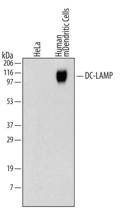 LAMP3 Antibody in Western Blot (WB)