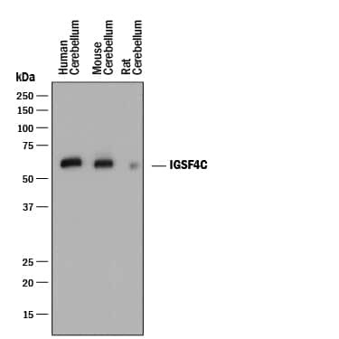 CADM4 Antibody in Western Blot (WB)